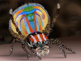 Male Peacock Spider Colors